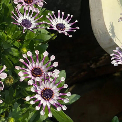 Blue Daisy Osteospermum Whirligig Garden Flower Seeds