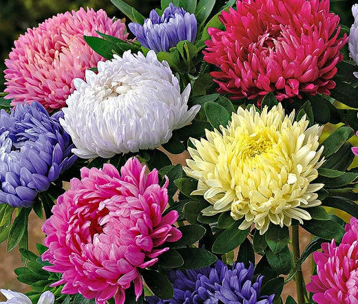 Aster Paeony Duchess Callistephus Chinensis – Mixed Color Garden Flower Seeds