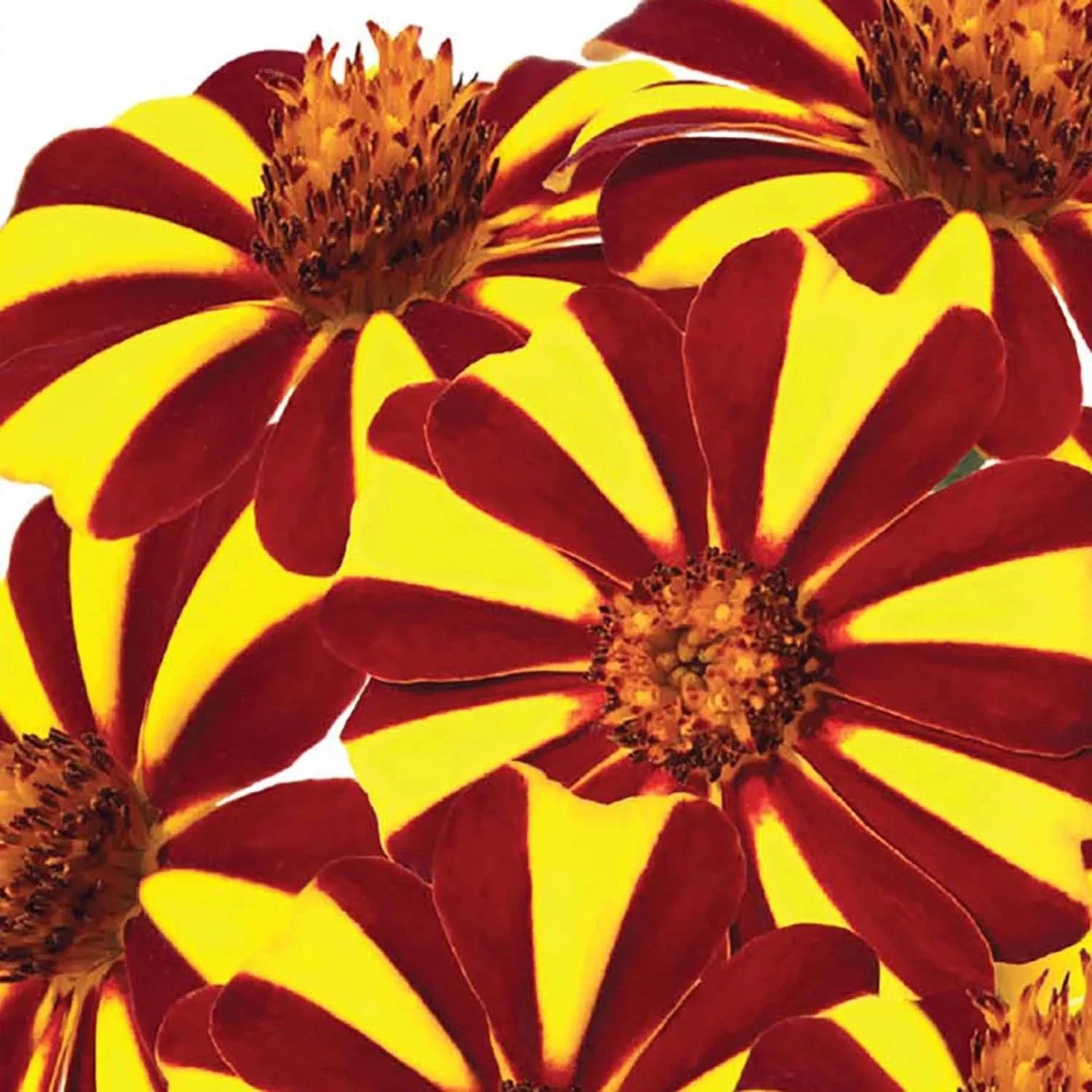 Jolly Jester Marigold Colorful Garden Flower Seeds