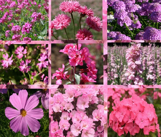 Wildflower Mix Pink – Seasonal Garden Flower Seeds
