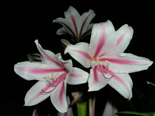 Crinum Lily Herbertii P F Reasoner Jumbo Blooming-Size Bulb American Classic