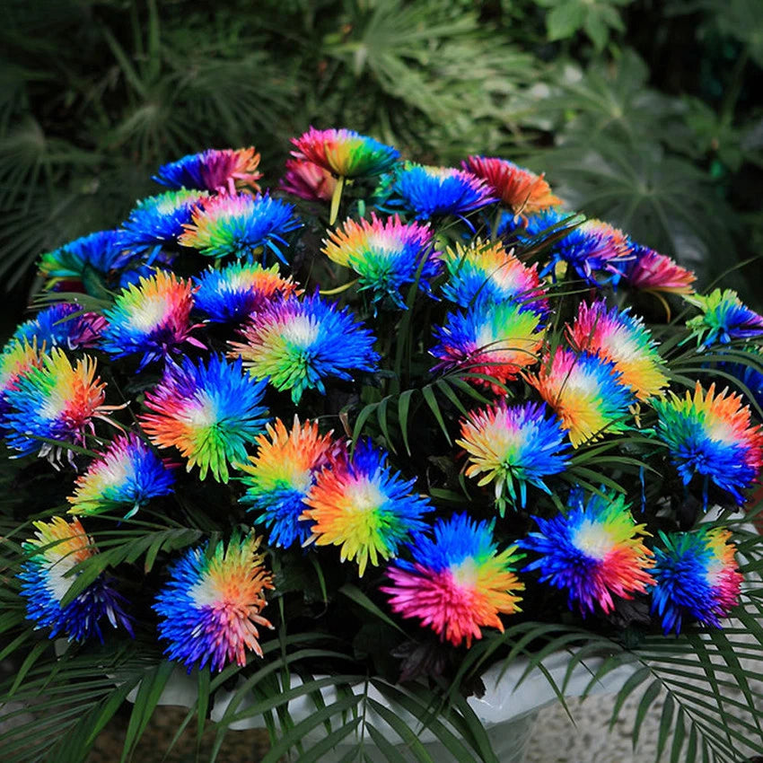 Rare Multicolors Rainbow – Colorful, Garden Flower Seeds for Planting