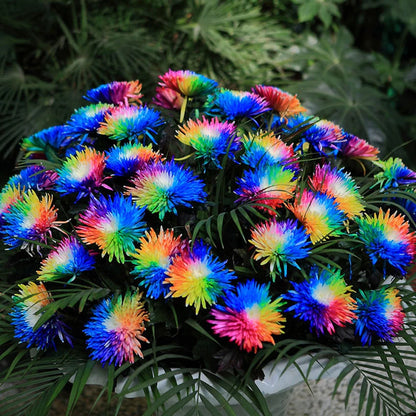 Rare Multicolors Rainbow – Colorful, Garden Flower Seeds for Planting