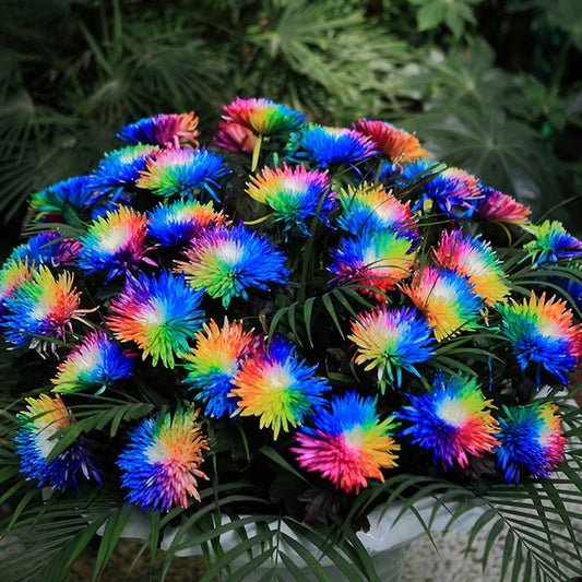 Rare Multicolors Rainbow – Colorful, Garden Flower Seeds for Planting
