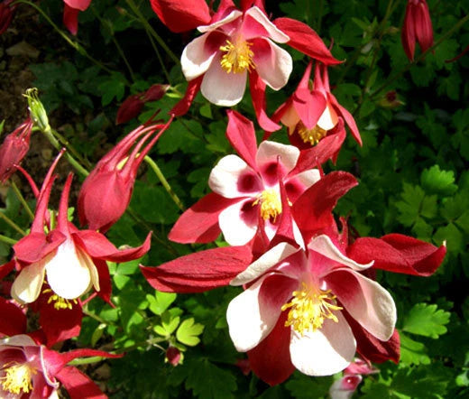 Columbine Aquilegia Caerulea – Crimson Star Garden Flower Seeds