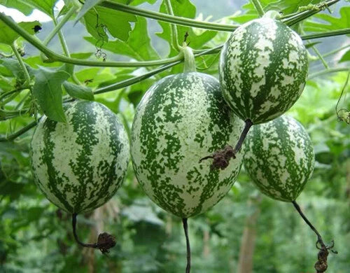 Chinese Cucumber Trichosanthes Kirilowii Climbing Herb Seeds