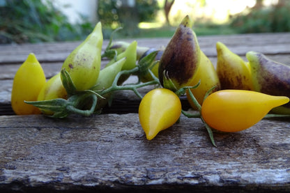 Llama de Vela Tomato – Heirloom Vegetable Garden Seeds
