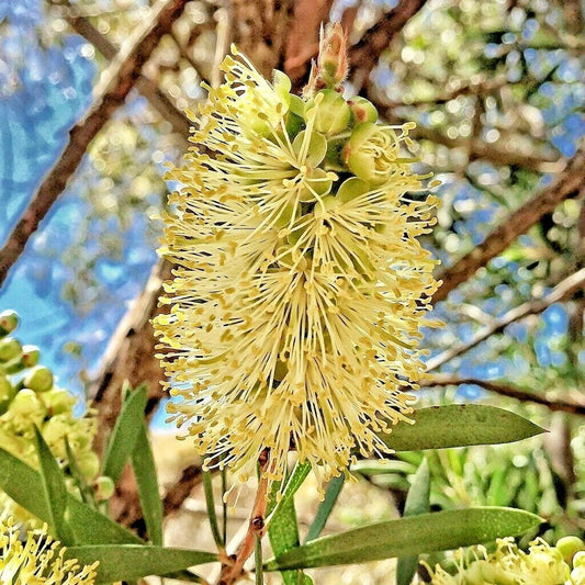 Lemon Bottlebrush Callistemon Pallidus Flowering Shrub Garden Seeds