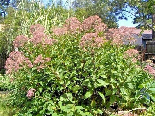 Joe Pye Weed Eupatorium Purpureum Hardy Garden Flower Seeds