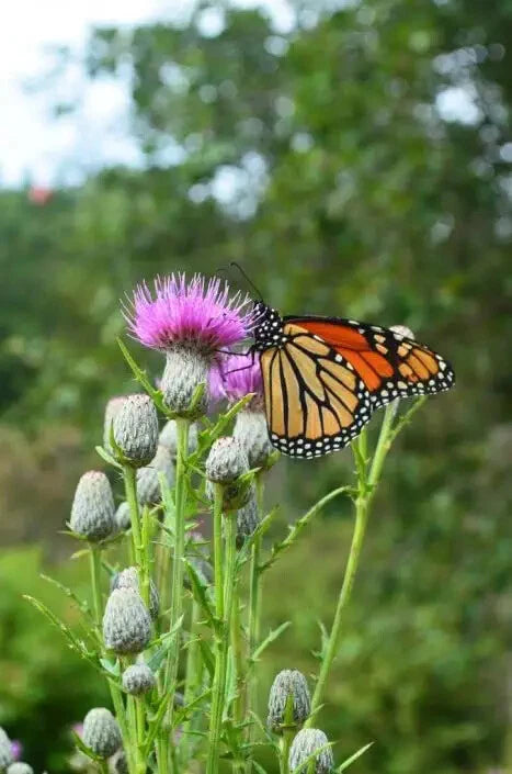 Swamp Thistle Native Seeds For Planting Cirsium Muticum