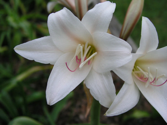Crinum Lily Bulbispermum Checkmate Large Blooming-size Bulb - Flower