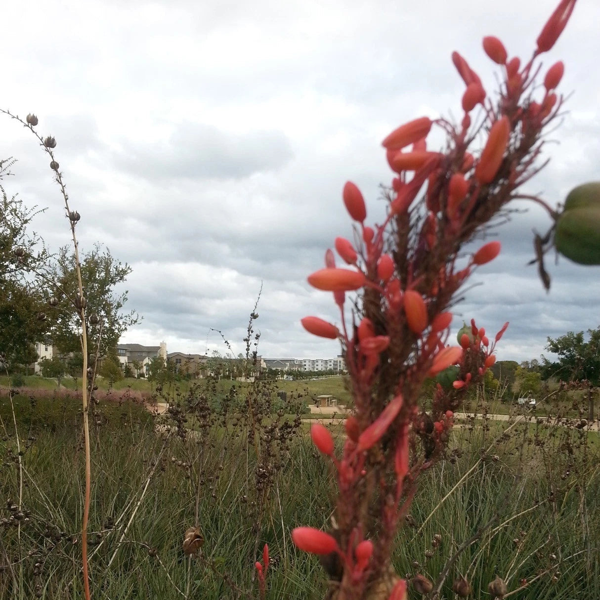 Texas Red Yucca Hesperaloe Parviflora – Hardy Flowering Shrub Seeds