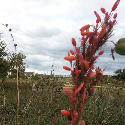 Texas Red Yucca Hesperaloe Parviflora – Hardy Flowering Shrub Seeds