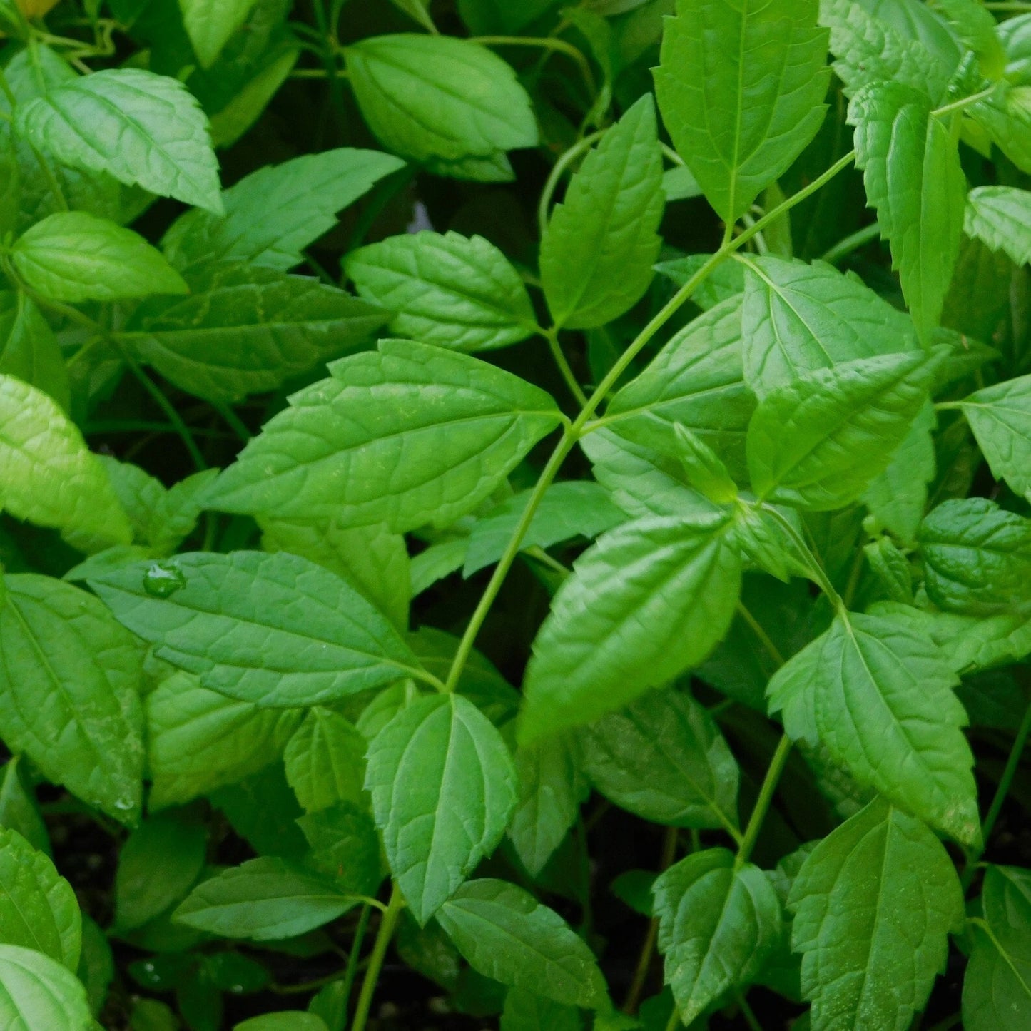Mexican Dream Herb Calea Zacatechichi – Flowering Herb Seeds