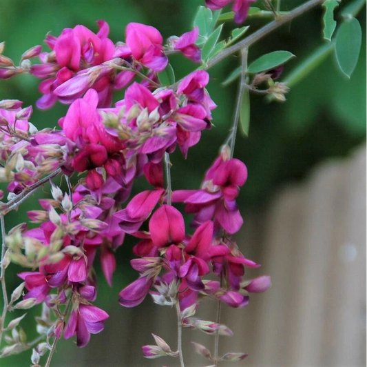 Lespedeza Bicolor Hardy Bush Clover Shrub Flower Seeds