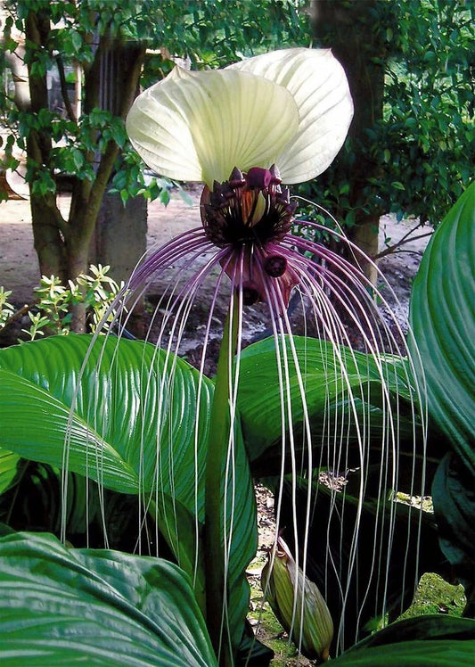 White Bat Flower Tacca Nivea – Unique Garden Flower Seeds