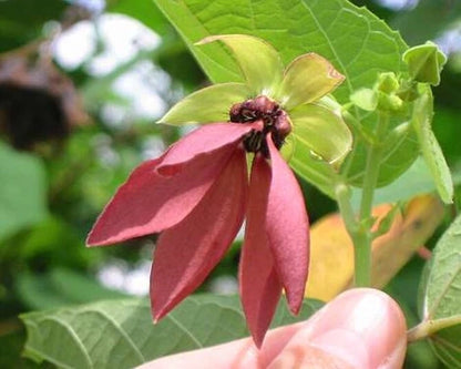 Abroma Augusta Compact Evergreen Flowering Tree Seeds