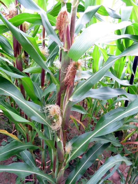 Cave Corn – Heirloom Vegetable Garden Seeds