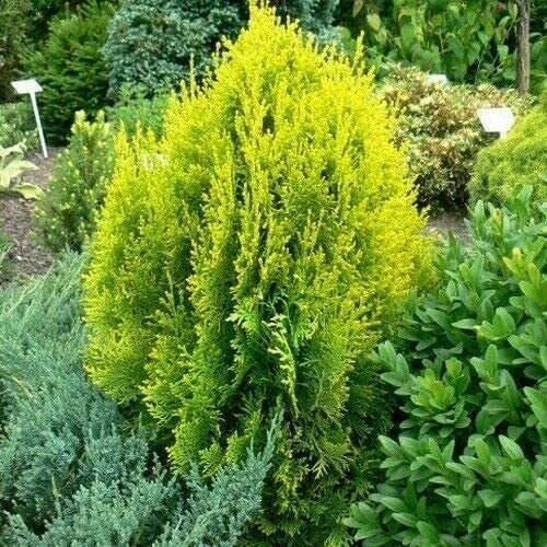 Golden Oriental Arborvitae Tree Seeds (Platycladus orientalis Aurea) jocad