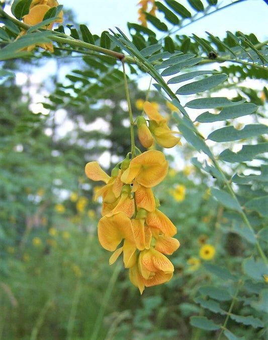 Sesbania Bispinosa Edible Multi-Purpose Shrub Seeds