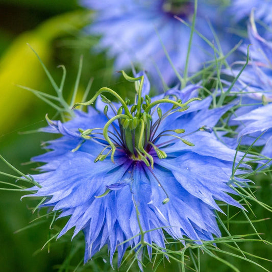 Love In A Mist – Hardy Wildflower Garden Seeds