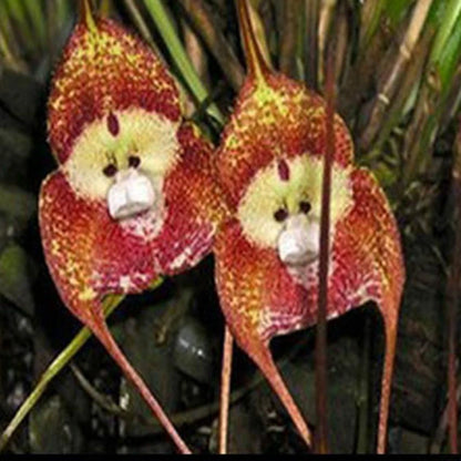 Rare Monkey Face – Garden Flower Seeds