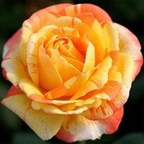 Seeds Orange White – Perennial Flower Seeds for Planting