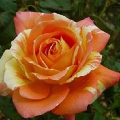 Seeds Orange White – Perennial Flower Seeds