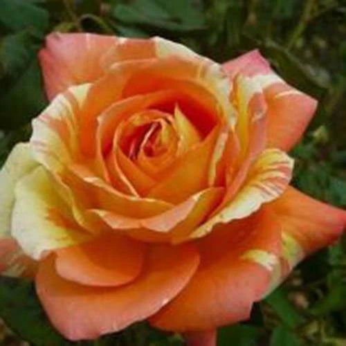 Seeds Orange White – Perennial Flower Seeds