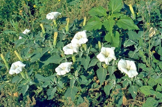 Jimson Weed Datura Stramonium Ornamental Flower Seeds
