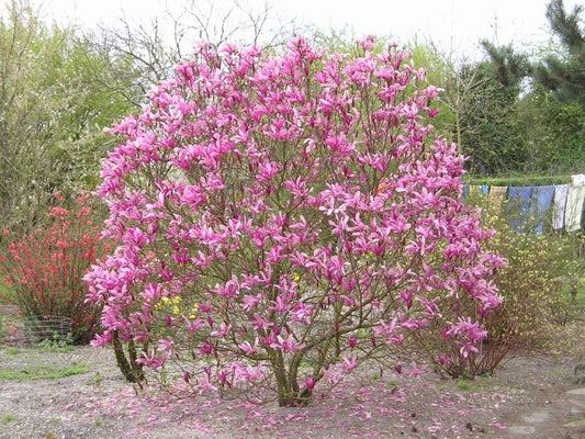 Magnolia Liliiflora Tulip Lily Shrub Flower Seeds