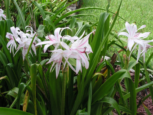 Crinum Lily Digweedii No Kidding Large Blooming-size Bulb - Flower
