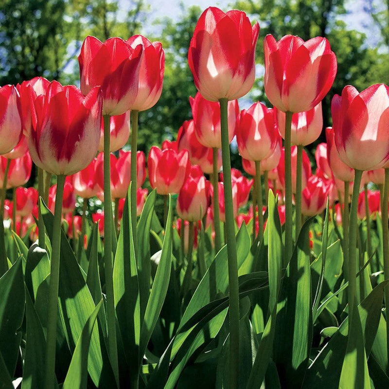 Tulip Mix Color Tulipa – Perennial Garden Flower Seeds