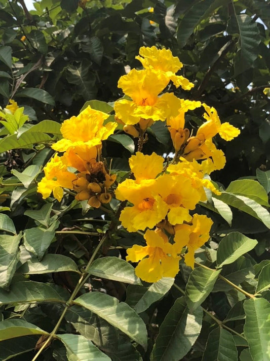 Markhamia Lutea Seeds Flower Seeds for your garden
