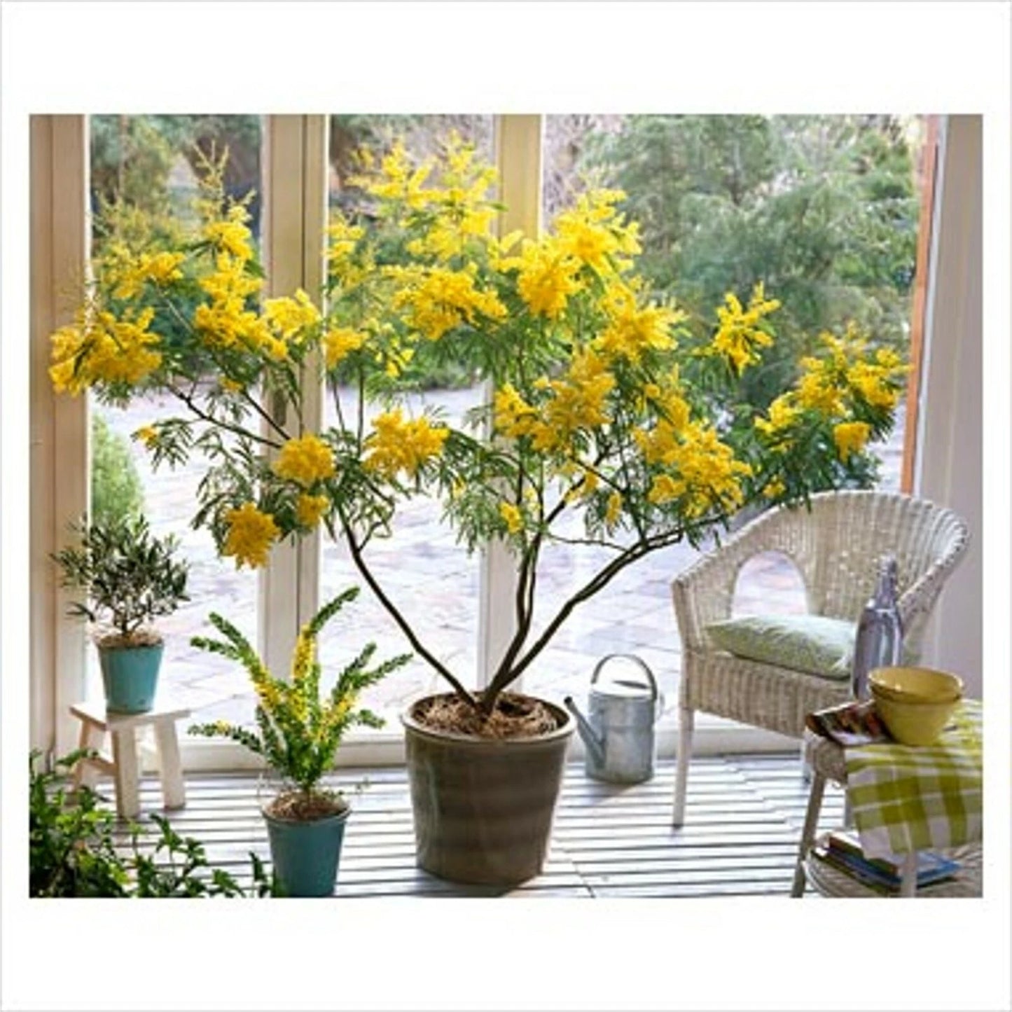 Acacia Dealbata – Fragrant Silver Wattle Tree Shrub Seeds