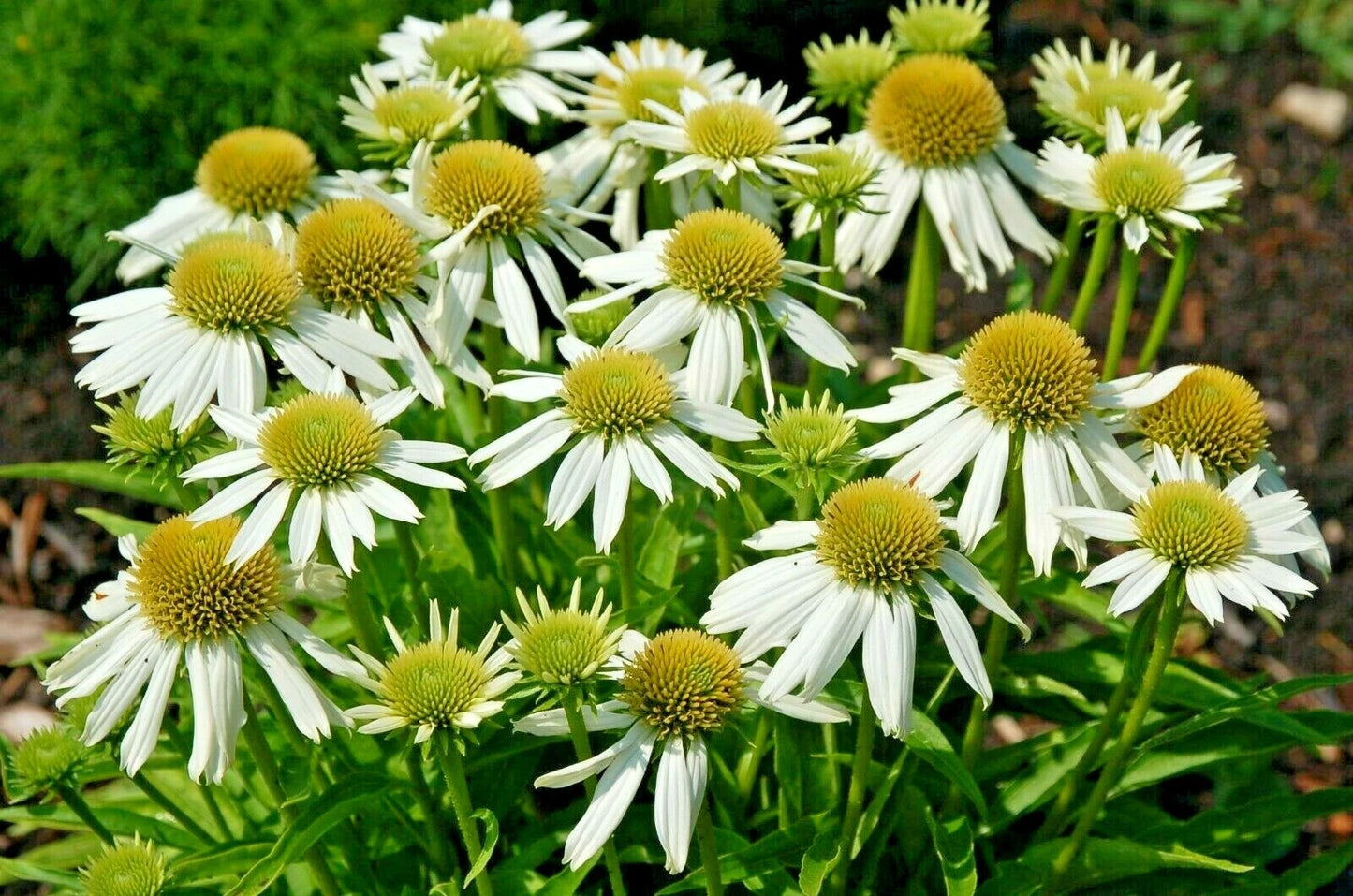 Snow Cone White Coneflower Echinacea Hardy Perennial Flower Seeds