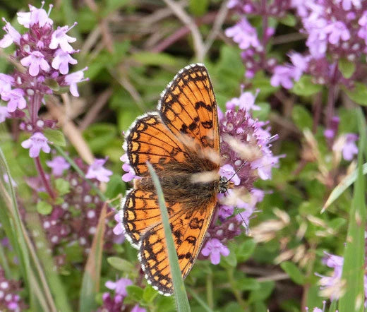 Creeping Thyme Thymus Serpyllum Hardy Groundcover Herb Seeds