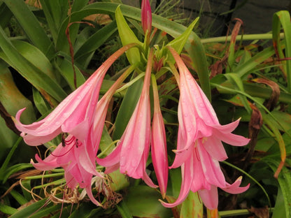 Crinum Lily Kitty – Garden Flower Seeds