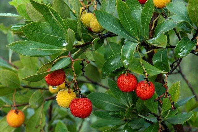 Strawberry Tree Arbutus Unedo Hardy Fruit Tree Seeds