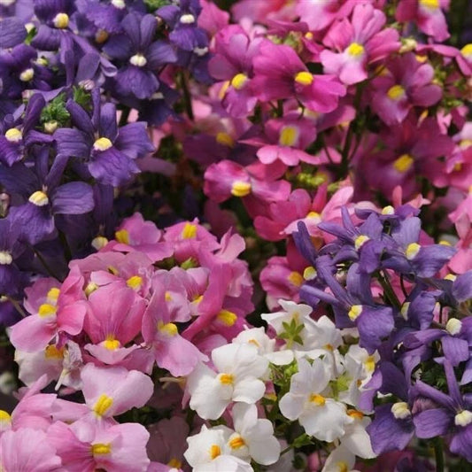 Nemesia Poetry – Perennial Mixed Color Flower Seeds