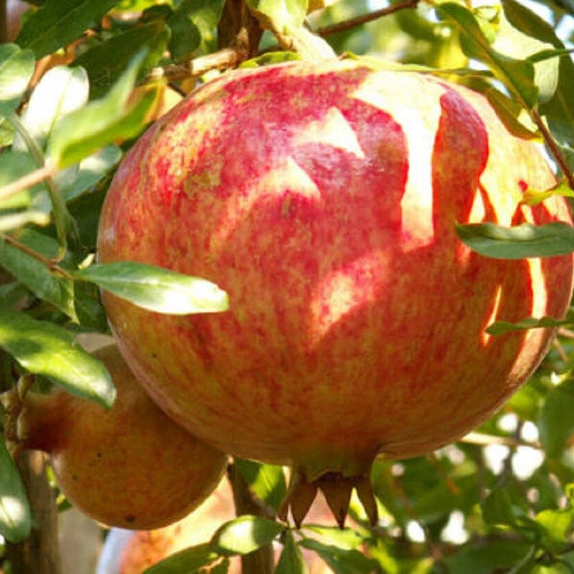 Pomegranate Punica Granatum Hardy Tropical Fruit Tree Seeds