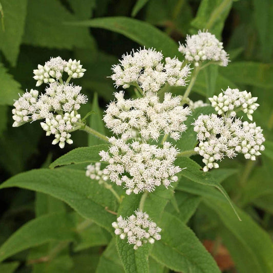 Boneset Eupatorium – Hardy Wildflower Garden Seeds