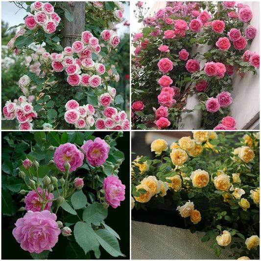 Climbing Pink Rose Rosa Fragrant Trellis Flower Seeds