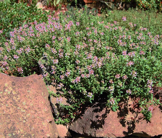 Creeping Thyme Thymus Serpyllum Hardy Ground Cover Seeds