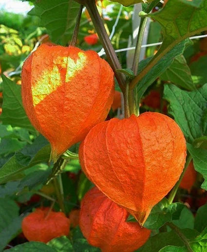 Chinese Lantern Physalis – Garden Flower Seeds for Planting