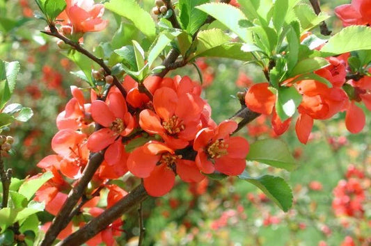 Chaenomeles Japonica Seeds Flower Seeds for your garden