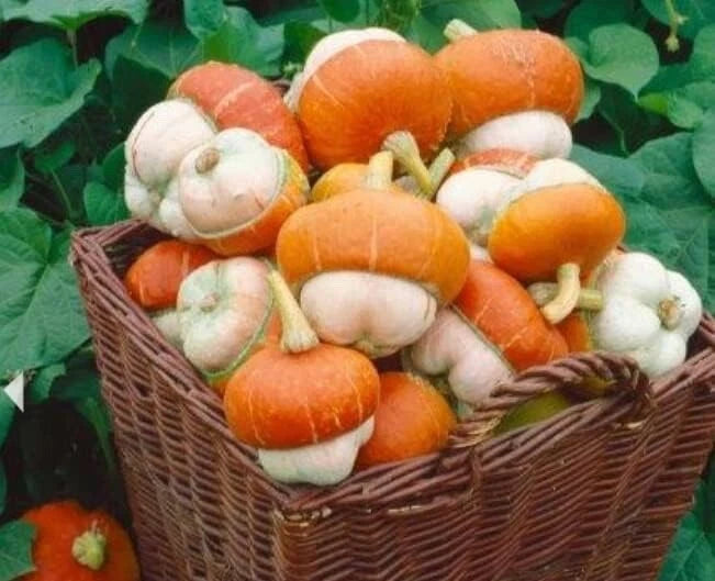 Tiny Turks Turban Pumpkin Seeds