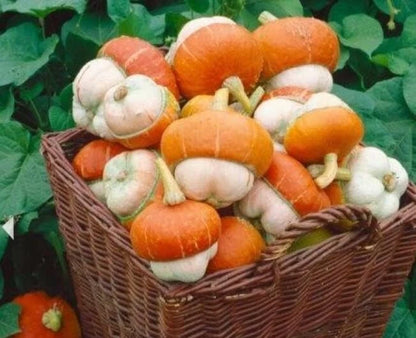 Tiny Turks Turban Pumpkin Seeds