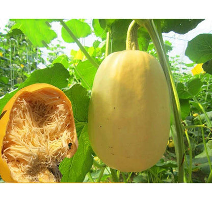 Spaghetti Squash – Vegetable Garden Seeds