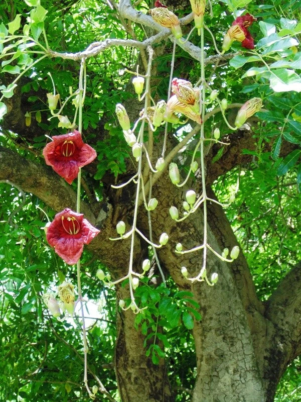 Kigelia Pinnata Unusual African Sausage Tree Kigelia Africana – Herb